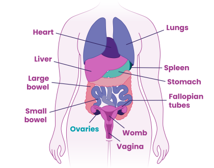 Diagram showing the location of the ovaries in the body
