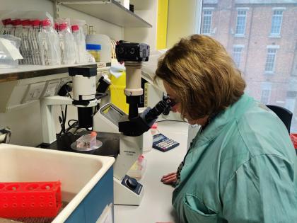 A picture of Annwen, Target Ovarian Cancer's Chief Executive, looking into a microscope at Hammersmith Hosptial