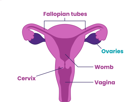 Diagram showing where the ovaries are in the reproductive system