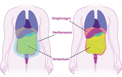 Diagram of internal organs showing the diaphragm, peritoneum and omentum